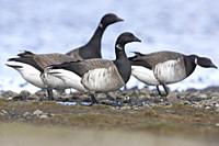 Brant Goose (Branta bernicla hrota), adults standing on the ground, Capital Region, Iceland.