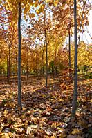 Detroit, Michigan - Rows of trees in autumn, part of the Hantz Woodlands tree farm. The vast amount of empty land in Detroit has allowed the company, ...