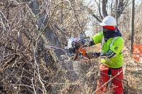 Detroit, Michigan - Workers clear brush and debris from an abandoned railroad right of way that will be part of the Joe Lewis Greenway, a 27. 5 mile h...