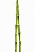 Bamboo stalks detail on white background.