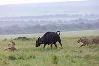 Africa, East Africa, Kenya, Masai Mara National Reserve, National Park, Lioness (Panthera leo), in the savanna, attack of a female buffalo.