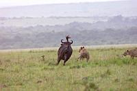 Africa, East Africa, Kenya, Masai Mara National Reserve, National Park, Lioness (Panthera leo), in the savanna, attack of a female buffalo.
