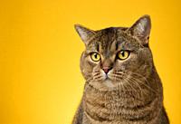 Portrait of an adult gray Scottish straight cat on a yellow background.