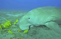 Ckose-up of Sea Cow eating algae on seagrass meadow. Dugong (Dugong dugon) accompanied by school of Golden trevally fish (Gnathanodon speciosus) feedi...