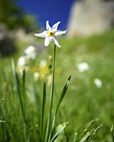 The poets' daffodil (Narcissus poeticus) in spring (Pyrénées Orientales, Occitanie, France) .