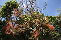 Brachychiton acerifolius tree. Sydney, New South Wales, Australia.