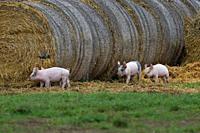 Piglets-Sus scrofa domesticus. Norfolk.
