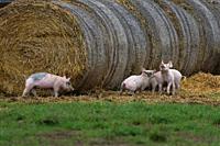 Piglets-Sus scrofa domesticus. Norfolk.