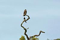 Buzzard- Buteo buteo and Magpie-Pica pica perched on a tree.