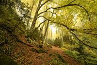 Fageda de la Grevolosa beech forest in autumn, in a foggy day after heavy rains (Osona, Barcelona province, Catalonia, Spain). ESP: Hayedo de la Grevo...