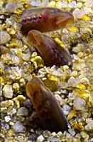Freshwater Rivers. Ammocoete, phase larvae of the lamprey when it is blind (Petromyzon marinus). Rio Tea. Galicia. Spain. Europe.