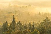 Fog plays around the trees and shines golden in the morning sun, autumn atmosphere in the Pfälzerwald Nature Park, Pfälzerwald-Nordvogesen Biosphere R...