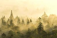 Fog plays around the trees and shines golden in the morning sun, autumn atmosphere in the nature park Pfälzerwald, biosphere reserve Pfälzerwald-Nordv...