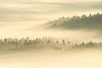 dense fog lies in the valleys of the Palatinate Forest, morning light, Palatinate Forest Nature Park, Palatinate Forest-North Vosges Biosphere Reserve...
