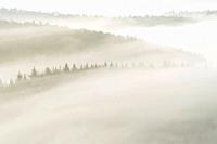 dense fog lies over the Palatinate Forest, Palatinate Forest Nature Park, Palatinate Forest-North Vosges Biosphere Reserve, Germany, Rhineland-Palatin...