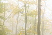 Red beech trees in autumn foliage, foggy atmosphere, Pfälzerwald Nature Park, Pfälzerwald-Nordvogesen Biosphere Reserve, Germany, Rhineland-Palatinate