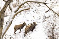 Rocky Mountain Bighorn Sheep in the snow (Ovis canadensis) in Clear Creek Canyon off of Peaks to Plains Trail - near Golden, Colorado, USA.