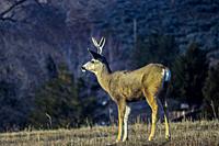 Male Mule deer (Odocoileus hemionus) in southern Oregon.