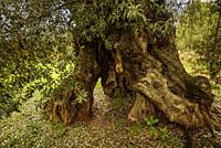 Finca de l'Arion ancient millenary olive trees, in Ulldecona (Tarragona, Catalonia, Spain).