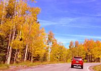 Autumn foliage, New Mexico (Santa Fe National Forest).