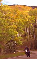 Autumn foliage, New Mexico (Santa Fe National Forest).