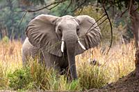 Africa, Zambia, Lower Zambezi natioinal Park, African Savannah Elephant or Savannah Elephant (Loxodonta africana), agressive attitude.