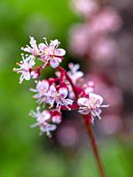 Close up of Saxifraga 'Urbium', London Pride, flower in garden.