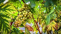 Grapes are left on the vine to sweeten and dry in the sun. They will eventually become raisins.