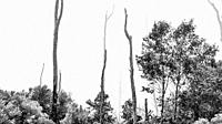 Black and white image of tall gum trees burnt in a large fire with new growth of indigenous fynbos growing in the aftermath.