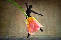 Abstract Shadow Ballerina Dancing Wearing Skirt from Tulip Flower.