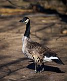 An adult Canadian goose stands in nature.
