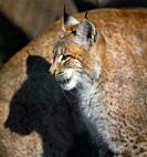 Portrait of a lynx sitting in profile on the street, sunny day.