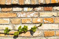 branch of spring vine on the brick wall.
