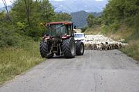 road blocked by herd of sheep, Marche, Italy.