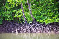 Malaysia, Langkawi, mangrove forest,.