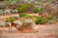 Deer (Cervus elaphus) bawling behind the vegetation next to a female in the Sierra de la Culebra. Valparaiso.