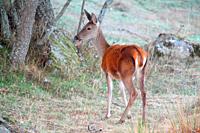 Female deer (Cervus elaphus) in the Sierra Culebra. Valparaiso. .