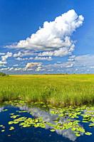 """""Late Autumn afternoon at The Everglades"". Florida. USA.