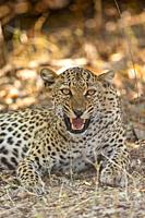Africa, Zambia, South Luangwa national Park, Léopard (Panthera pardus pardus), leopard resting on the ground.