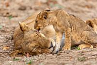 Africa, Zambia, South Luangwa national Park, Lioness with babies.