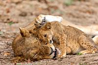 Africa, Zambia, South Luangwa national Park, Lioness with babies.