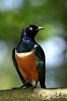 Superb Starling (Lamprotornis superbus). The brown-bellied starling is a bird in the starling family within the order of the starlings. It occurs in a...