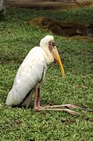 African ibis stork sitting. This medium-sized white stork measures an average of 95 to 105 centimeters in length and has a wingspan of 150 to 165 cent...