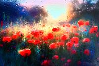 Abstract Red Poppy Fiield Behind Glass Window With Rain Drops.