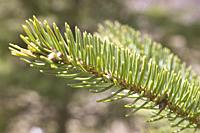 Pine tree leaves, needles,.