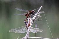 Scarlet skimmer dragonflies (Sympetrum fonscolombii) mating. Close-up, Florida, United States of America, North America.