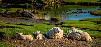 Sheep with lambs near the village of Arinagour on the island of Coll, Scotland.