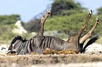 Blue wildebeest (Connochaetes taurinus) rolling in mud - Onkolo Hide, Onguma Game Reserve, Namibia, Africa.