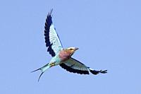 Lilac-breasted roller (Coracias caudatus) in flight - Onguma Game Reserve, Namibia, Africa.