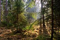 Sunbeam entering mixed forest stand in morning, Bialowieza Forest, Poland, Europe.